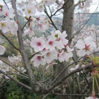 日本早櫻