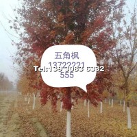五角楓