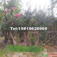 細(xì)葉紫薇