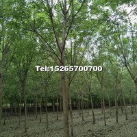 8-12公分國(guó)槐