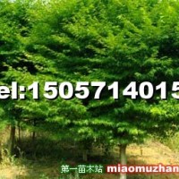 雞爪槭