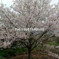 櫻花