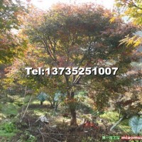 紅楓