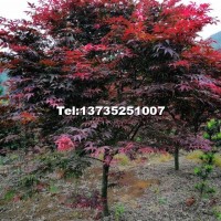 紅楓