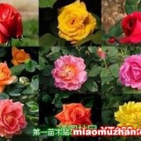 月季
