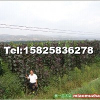 全紅楊