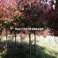 地徑6、7公分的高桿紅葉石楠