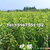 晚櫻小苗