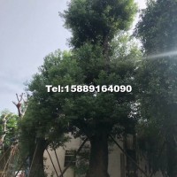 樟樹