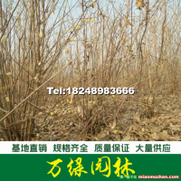 叢生臘梅