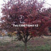 紅楓