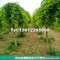 河北龍爪槐