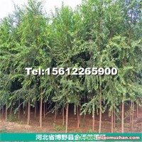 6公分榆樹