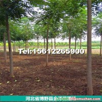 8公分臭椿