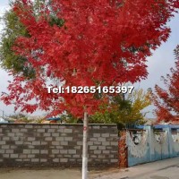 美國紅點紅楓
