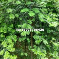 地徑4～6公分的紅豆杉