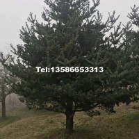 五針?biāo)?/></a>
<div><a href=