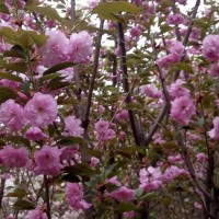 櫻花