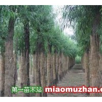 饅頭柳
