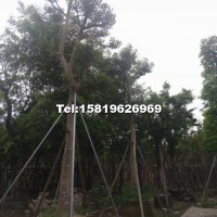 萬(wàn)紫千紅