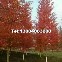 美國紅楓