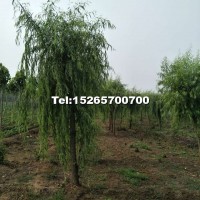 8-15公分柳樹(shù)