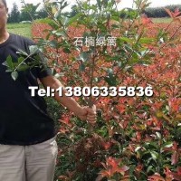 紅葉石楠綠籬