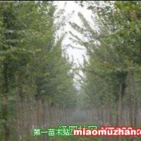 三角楓