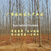 法桐