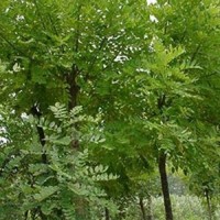 國槐