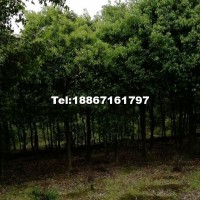 香樟樹