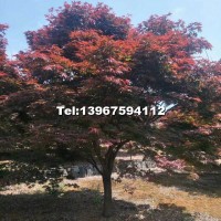 紅楓