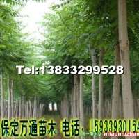 金葉榆