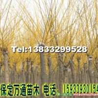 金枝槐