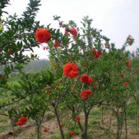 牡丹花石榴