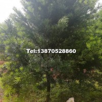羅漢松