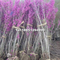 紫荊花