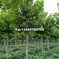10-20公分法桐