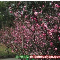 花梅