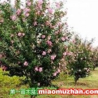 木槿