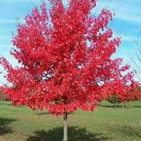 紅楓