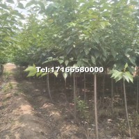 櫻花樹