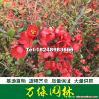 貼梗海棠