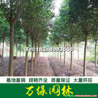 大葉女貞