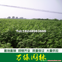 構(gòu)樹苗