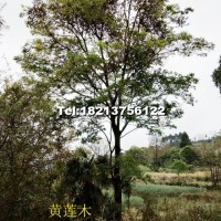 黃連木