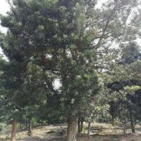 羅漢松