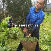 曼地亞紅豆杉