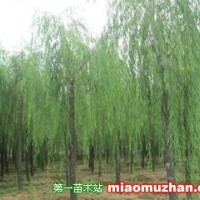 垂柳
