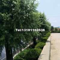柳樹30公分